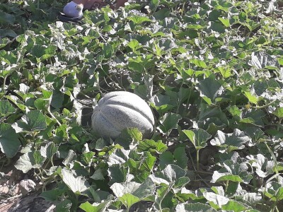 Lubenice proslavile prijedorske Rasavce Lubenice proslavile prijedorske Rasavce