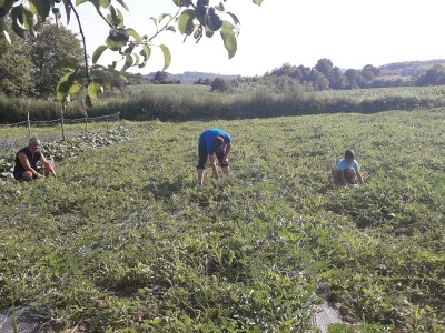 Lubenice proslavile prijedorske Rasavce Lubenice proslavile prijedorske Rasavce