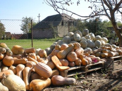 Organska proizvodnja, porodica Šokšić iz Taraša