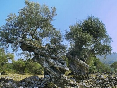 Lunjske masline na Pagu