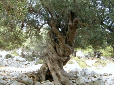 Lunjski maslinik na Pagu