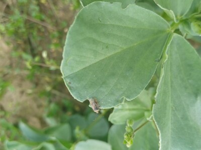 Uzgoj boba - bolesti i štetnici