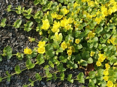 Metiljava trava Metiljava trava