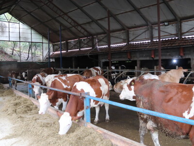 M²erlin muze krave kod Radića: "Zamijenio je četiri radnika"