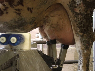 M²erlin muze krave kod Radića: "Zamijenio je četiri radnika"