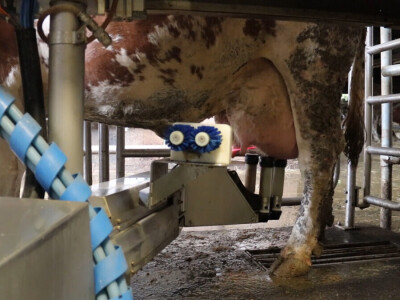 M²erlin muze krave kod Radića: "Zamijenio je četiri radnika"