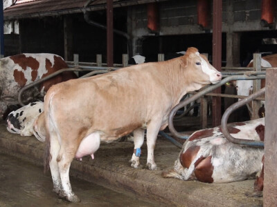 M²erlin muze krave kod Radića: "Zamijenio je četiri radnika"