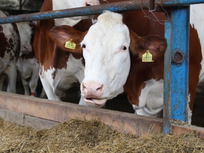M²erlin muze krave kod Radića: "Zamijenio je četiri radnika"