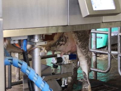 M²erlin muze krave kod Radića: "Zamijenio je četiri radnika"