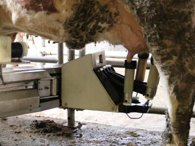 M²erlin muze krave kod Radića: "Zamijenio je četiri radnika"