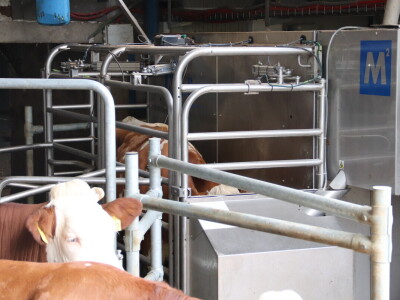 M²erlin muze krave kod Radića: "Zamijenio je četiri radnika"