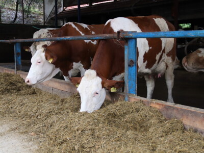 M²erlin muze krave kod Radića: "Zamijenio je četiri radnika"