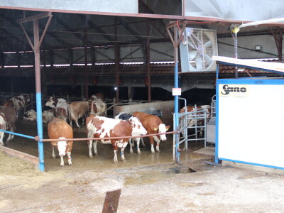 M²erlin muze krave kod Radića: "Zamijenio je četiri radnika"