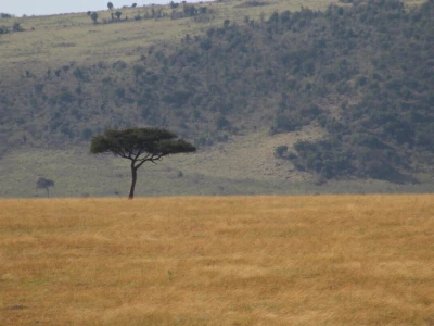 Maasai pleme