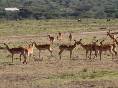 Maasai pleme