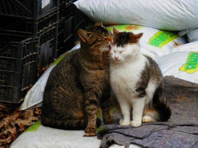 Mace su zadužene za miševe Mace su zadužene za miševe
