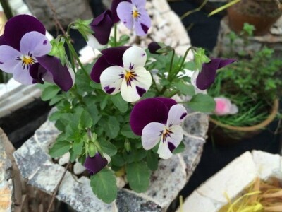 13. Sajam Proizvodi hrvatskog sela