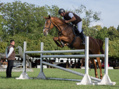 Mađarski sajam- Dani stočarstva