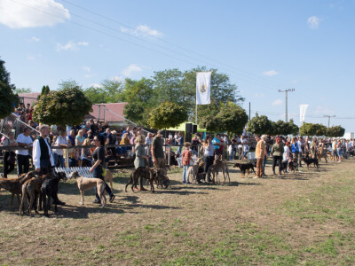 Mađarski sajam - Dani stočarstva