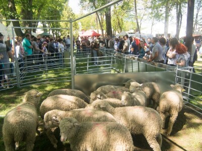 Mađarski sajam- Dani stočarstva