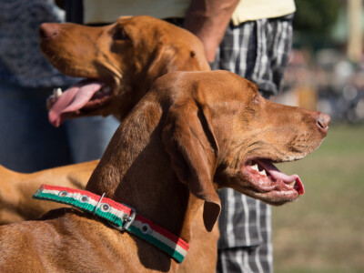 Mađarski sajam- Dani stočarstva