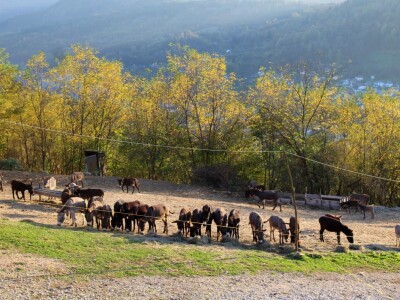 Magaraca ima puno više u Bosni, nego u Hercegovini