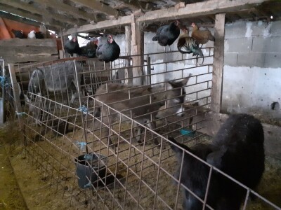 Magarad s OPG-a u Sovićima