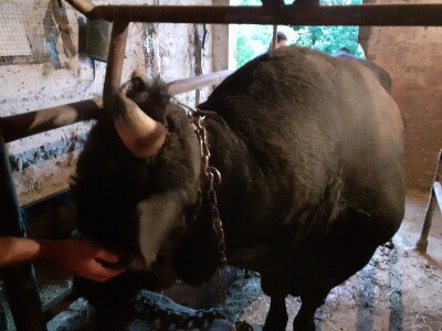 Magarad s OPG-a u Sovićima