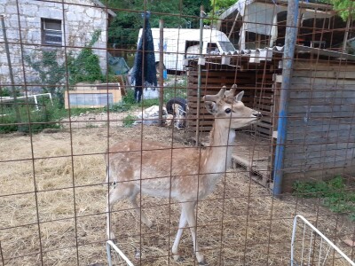 Magarad s OPG-a u Sovićima