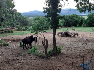 Magarad s OPG-a u Sovićima