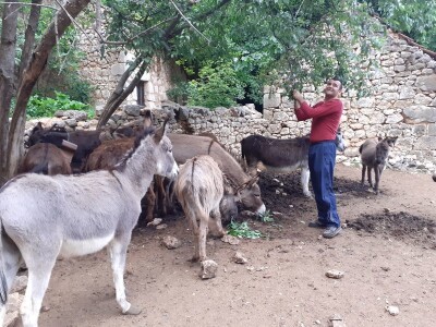 Magarad s OPG-a u Sovićima