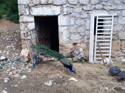 Magarad s OPG-a u Sovićima