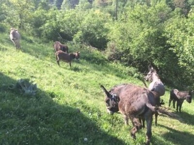 Uživanje na pašnjaku Uživanje na pašnjaku