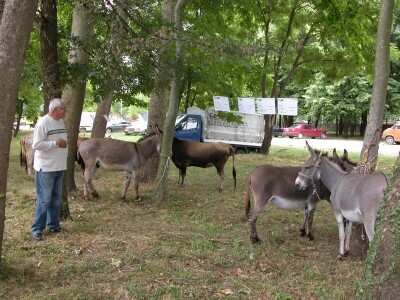 Magarci plemenite domaće životinje, a mlijeko od magarice jedno od naskupljih