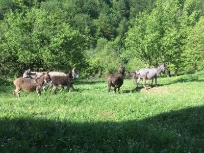 Na farmi je 10 magaraca Na farmi je 10 magaraca