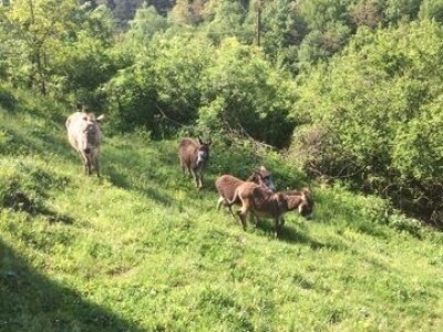 Farma magaraca u Vlasenici Farma magaraca u Vlasenici