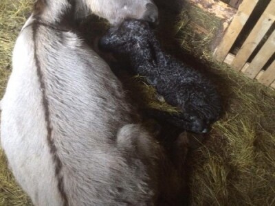 Mlado muško magare Mlado muško magare