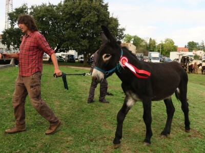 : Magarica Rožina, vlasnika Luke Lupetine – Šampionka Smotre Istarskog tovara u Juršićimaa