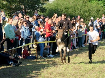 : Magarica Rožina, vlasnika Luke Lupetine – Šampionka Smotre Istarskog tovara u Juršićimaa