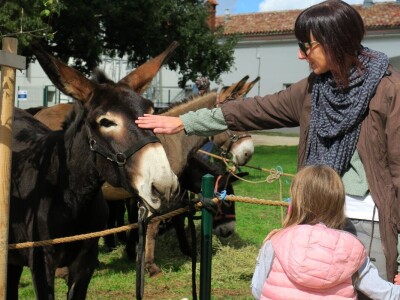 : Magarica Rožina, vlasnika Luke Lupetine – Šampionka Smotre Istarskog tovara u Juršićimaa
