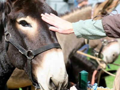 : Magarica Rožina, vlasnika Luke Lupetine – Šampionka Smotre Istarskog tovara u Juršićimaa