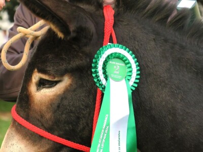 : Magarica Rožina, vlasnika Luke Lupetine – Šampionka Smotre Istarskog tovara u Juršićimaa