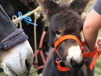 : Magarica Rožina, vlasnika Luke Lupetine – Šampionka Smotre Istarskog tovara u Juršićimaa