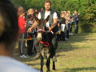 : Magarica Rožina, vlasnika Luke Lupetine – Šampionka Smotre Istarskog tovara u Juršićimaa