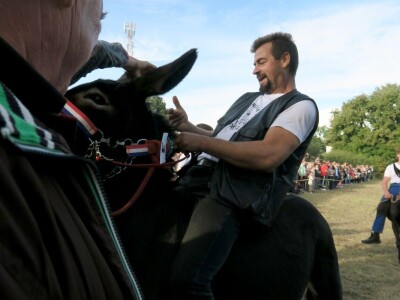 : Magarica Rožina, vlasnika Luke Lupetine – Šampionka Smotre Istarskog tovara u Juršićimaa
