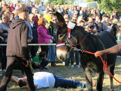 : Magarica Rožina, vlasnika Luke Lupetine – Šampionka Smotre Istarskog tovara u Juršićimaa