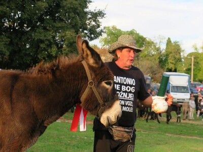 : Magarica Rožina, vlasnika Luke Lupetine – Šampionka Smotre Istarskog tovara u Juršićimaa