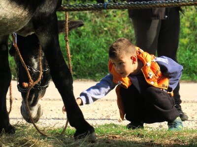 : Magarica Rožina, vlasnika Luke Lupetine – Šampionka Smotre Istarskog tovara u Juršićimaa