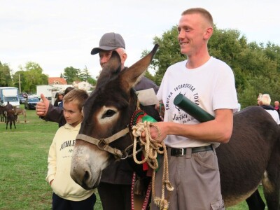 : Magarica Rožina, vlasnika Luke Lupetine – Šampionka Smotre Istarskog tovara u Juršićimaa
