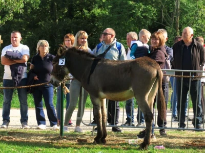 : Magarica Rožina, vlasnika Luke Lupetine – Šampionka Smotre Istarskog tovara u Juršićimaa